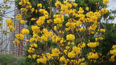 黃鐘花風水|黃花風鈴木